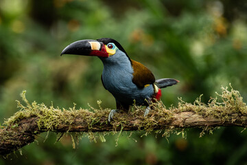 The plate billed mountain toucan in the Ecuatorian Andes