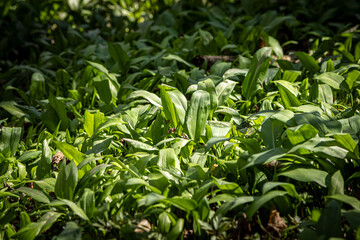 A close up of the leaves of wild garlic plants before flowering, growing in woodland in Sussex