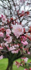 pink cherry blossom in spring