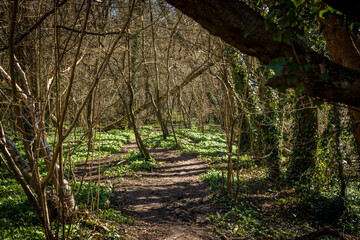 A woodland path surrounded by wild garlic plants, on a sunny spring day