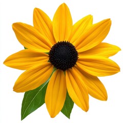 Closeup of a Vibrant Yellow Black Eyed Susan Flower with Green Leaves on White Background