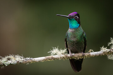 Talamanca Hummingbird in Costa Rica mountains