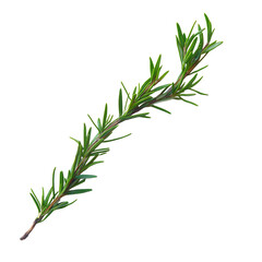 Fototapeta premium A Sprig of Rosemary with Long Dark Green Needles Isolated on Transparent Background