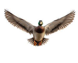 Obraz premium Mallard duck flying in the sky on Png Format and Transparent Background