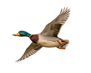 Mallard duck flying in the sky on Png Format and Transparent Background