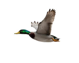 Obraz premium Mallard duck flying in the sky on Png Format and Transparent Background