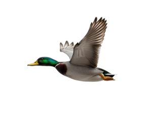 Mallard duck flying in the sky on Png Format and Transparent Background