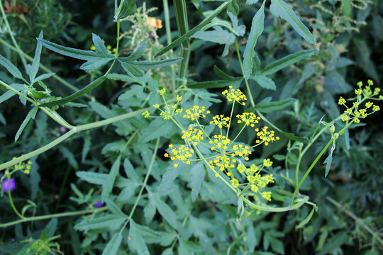 Sowing parsnip (Pastinaca sativa), grows in nature.