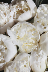 Close up of a white peony bloom. A detailed close-up shot of a white peony flower, showcasing the delicate beautifull petals with soft light. Creamy texture, pastel neutral color, dark background.