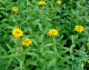 Pentanema from the aster family blooms in nature
