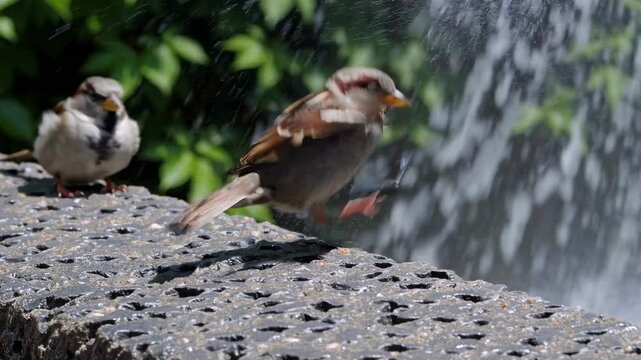 Close-up video angle of two sparrows perched on a textured surface, with a blurred leafy background, capturing a natural, candid moment.