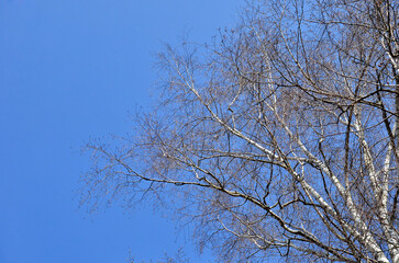  Leafless birch tree branches against cloudless blue sky   sky .Early spring environment landscape. 