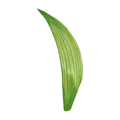 Obraz premium green leaf with dark veins, leaf of flowers, irises, hand painted with watercolor. Watercolor illustration. Suitable for printing on fabric, paper, for decorating invitations and cards.