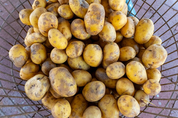 Freshly harvested yellow potatoes grouped in a basket at a local farm market during late summer