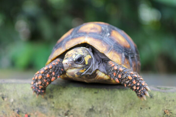 Closeup of small turtle, legs and head close-up
