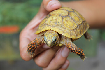 Small turtle, on hand, shell in light color, head and legs in close-up