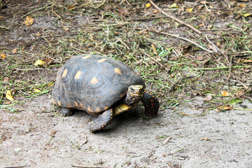 Turtle walking on the sand, close up, looking into the camera