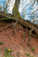 Tree roots exposed on a hillside with a blue sky backdrop during a sunny day in a forested area