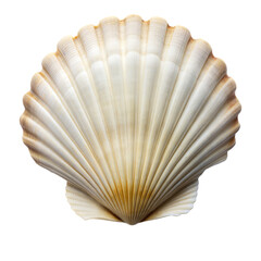 Seashell isolated on white background