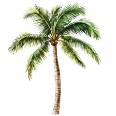 Fototapeta premium Watercolor palm tree, vector illustration isolated on a white background, png