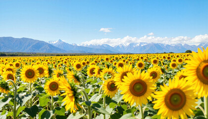 Vibrant sunflower field against majestic mountains, natural beauty
