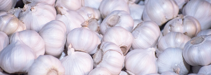 Fresh garlic bulbs, a key masala ingredient, isolated on a clean background for culinary use.