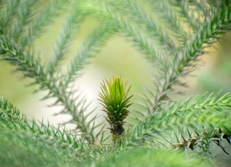 Fototapeta premium Araucaria biramulata branch against a natural green background showcasing botanical elegance.