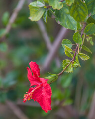 Hibiscus rouge au palais Badi de Marrakech, Maroc