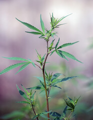 Healthy Cannabis sativa plant with serrated leaves in a natural growth environment.