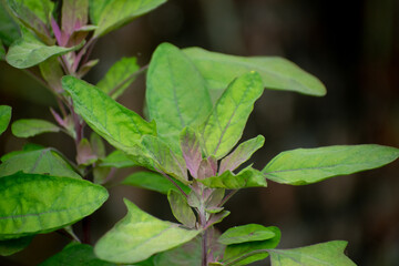 Fresh green spinach leaves of Chenopodium giganteum ready for healthy meals.