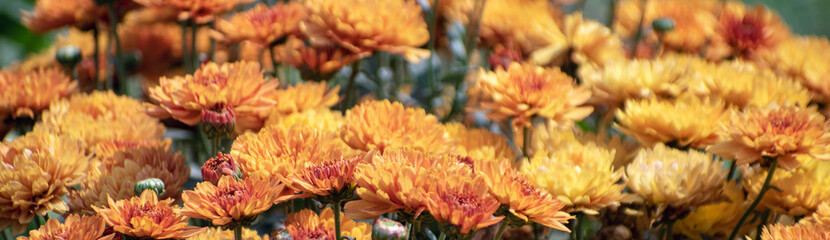 Vibrant orange chrysanthemums blooming in a lush green garden scene with Hardy Garden Mum flowers.