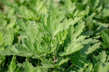 Lush green leaves of Indian chrysanthemum Chrysanthemum indicum in natural light.