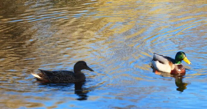 Pair of mallard ducks at the lake