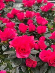 pink roses in a garden