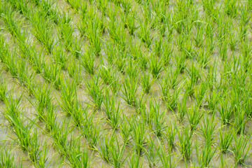 Fresh lowland rice Oryza sativa grains ready for harvest and cooking.