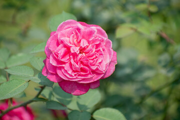 Vibrant pink Wichuras rose flower Rosa lucieae blooming in a lush garden.
