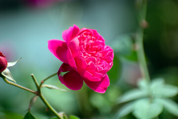 Mountain rose flower Rosa pendulina with delicate pink blooms in wild.