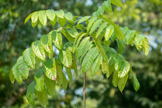 Honduran mahogany leaves Swietenia macrophylla with glossy green texture.