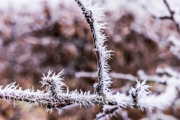 Frozen tree branch covered with hoarfrost spikes in winter forest with blurred brown background.