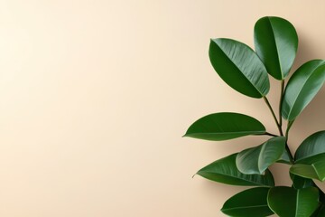 Obraz premium 観葉植物の葉がクリーム色の背景に映える静かな室内の一角