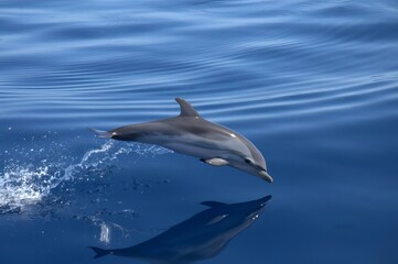 Saut d'un b&eacute;b&eacute; dauphin delphineau