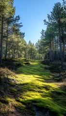 Fototapeta premium Sunlit Mossy Forest Path