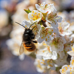 Geh&ouml;rnte Mauerbiene an Pflaumenbl&uuml;ten