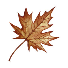 Autumn maple leaf. Handmade watercolor illustration. Color image of the autumn element. The isolate. Great for postcards, banners and flyers, posters, stickers and prints.