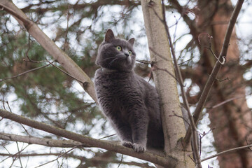 A beautiful thoroughbred short-haired grey British young domestic cat with beautiful amber eyes, climbing from fright and from danger in stress on a tree and sitting in branches and looking around.
