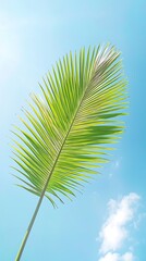 Palm frond for sunny sky, tropical paradise.