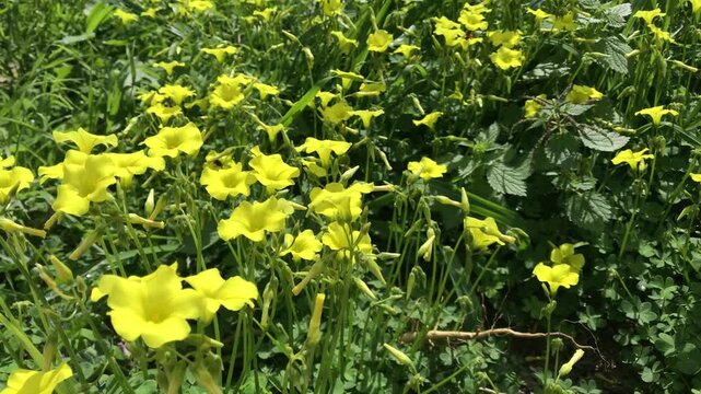 Flowering bermuda buttercup (Oxalis pes-caprae) flowers gently swaying in the breeze.
