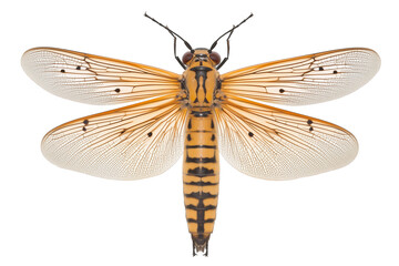PNG cut out isolated background. A vivid firefly with delicate, semi-transparent wings marked by fine black patterns.