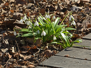 First Galanthus woronowii, green snowdrop or Woronow's snowdrop near path on sunny spring day