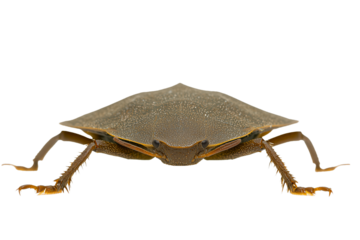 PNG cut out isolated background. A detailed view of a giant water bug featuring a speckled brown exoskeleton, long spiny legs, and segmented antennae.